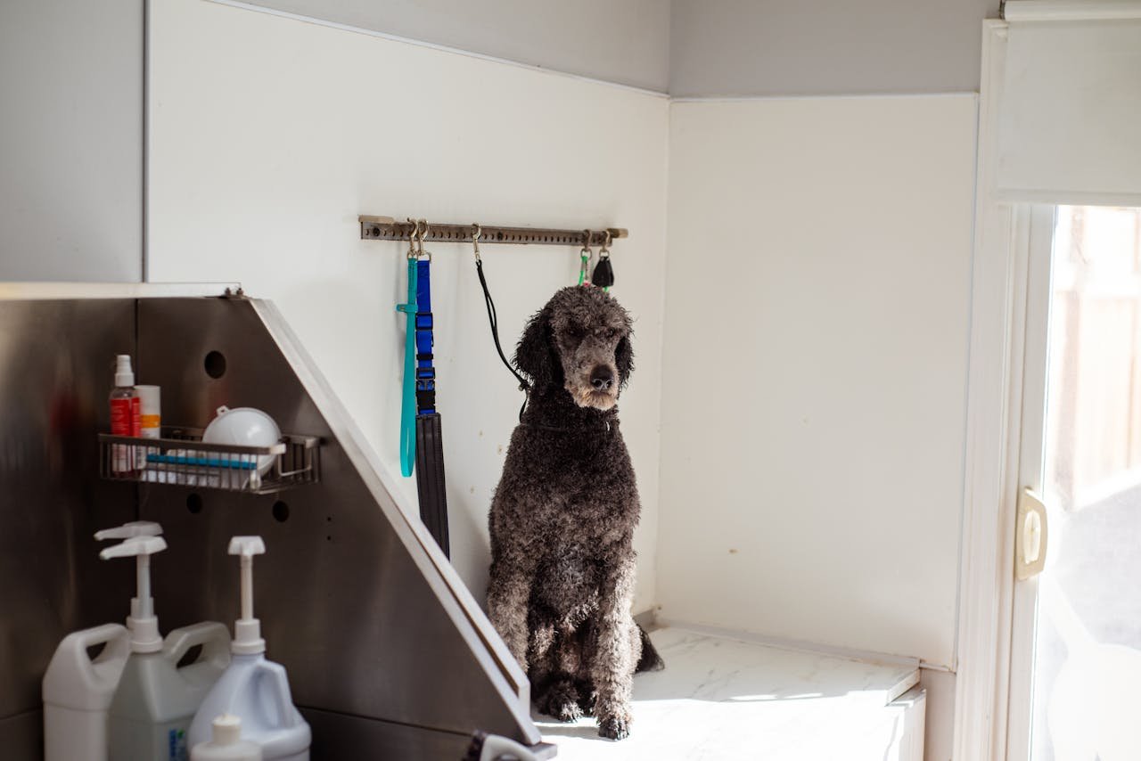 our-story A poodle sits patiently in a pet salon, ready for grooming. Indoor shot with grooming tools around.