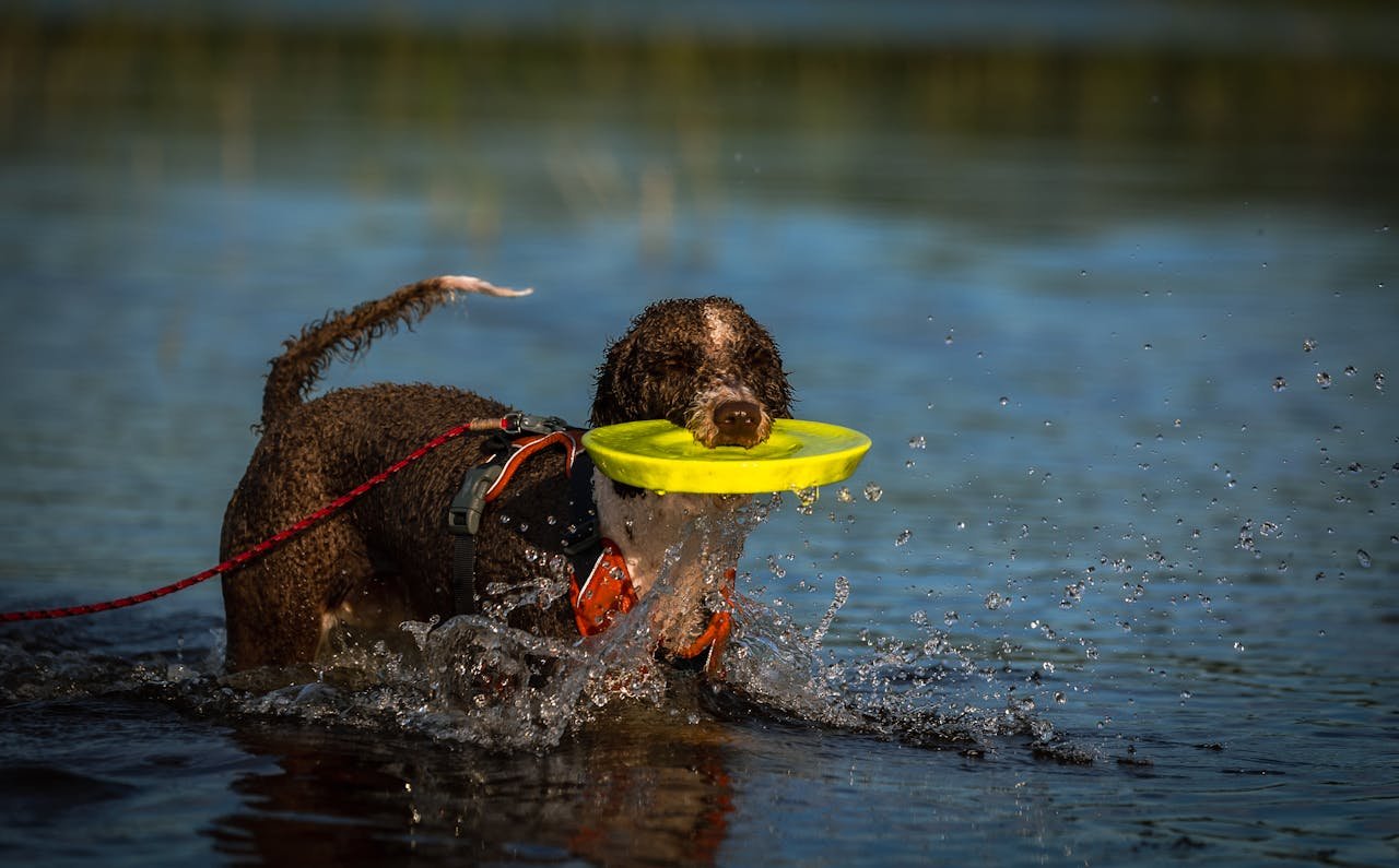 services-01 Playful dog retrieving a yellow frisbee in water, splashing around in a sunny outdoor setting.