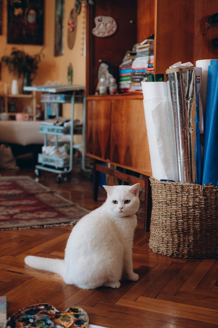 services-02 Adorable white shorthair cat sitting on wooden floor in a cozy room filled with books and decor.