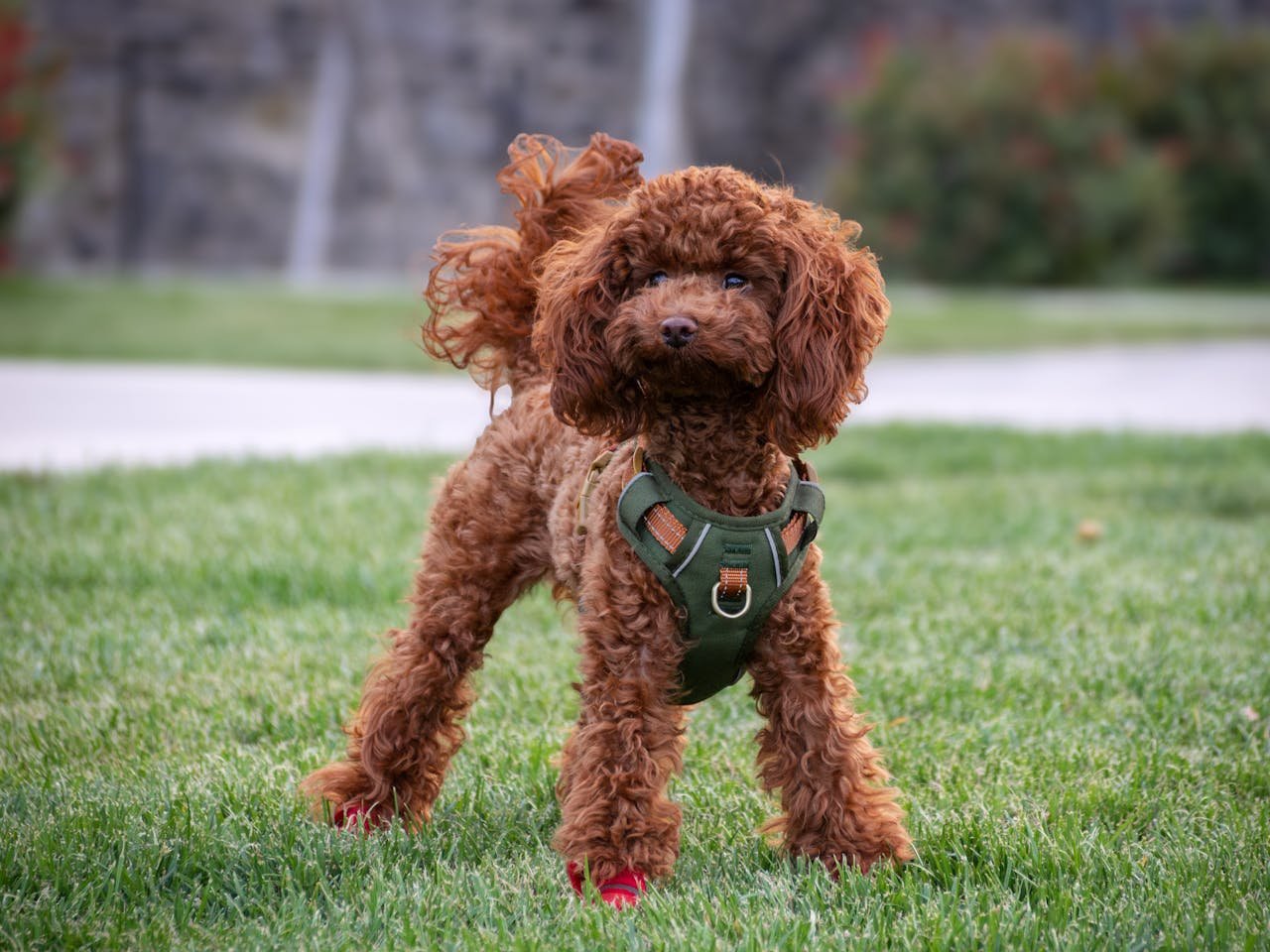 about-us Charming toy poodle with curly fur wearing a harness, standing on green grass.