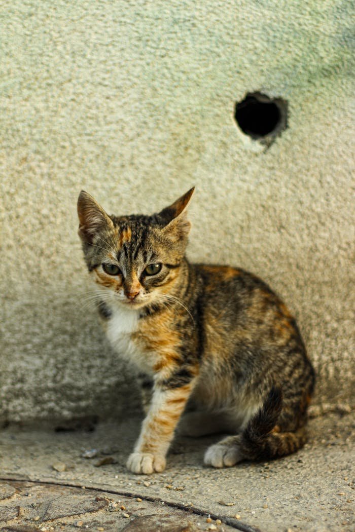 services-04 A young stray cat sitting thoughtfully beside a weathered wall.