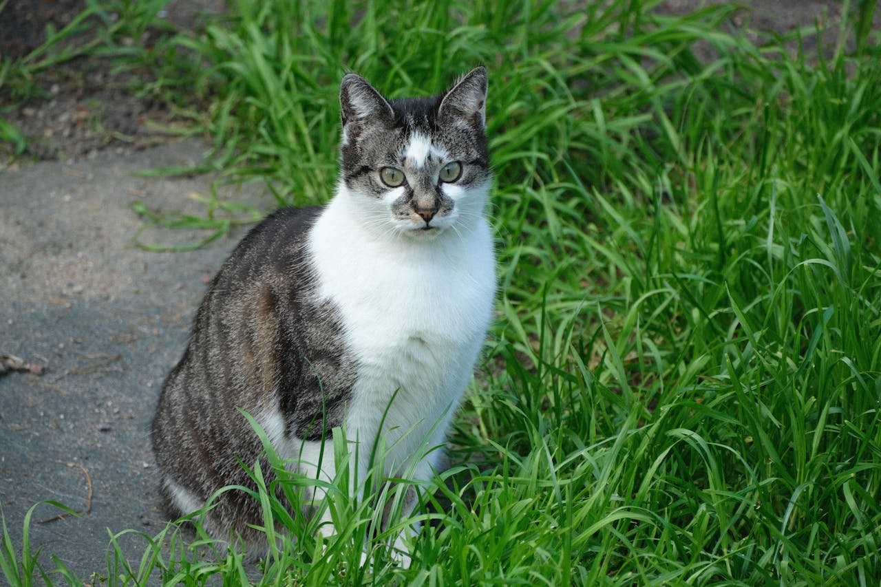 services-03 A domestic tabby cat sitting attentively among lush green grass outdoors. Ideal for nature and animal themes.