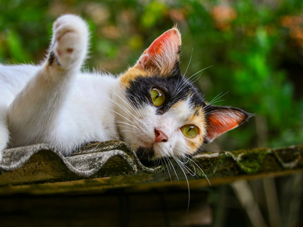 who-we-are Gato
